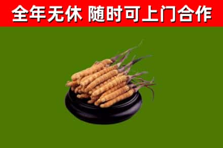 开封烟酒回收冬虫夏草.jpg
